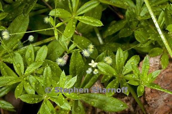 galium triflorum 6 graphic